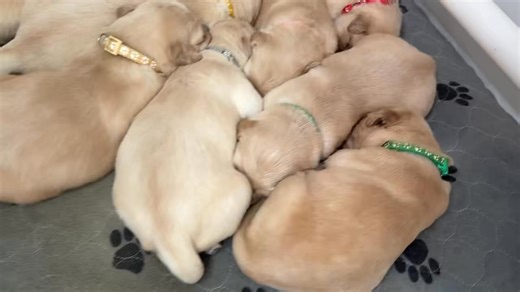 Sleeping Lucy pups. 🐶 😴 Enjoy this little clip! There won’t be many more with everyone is asleep at once like this. They are finding their legs! 🐾 | Wildfire Ranch