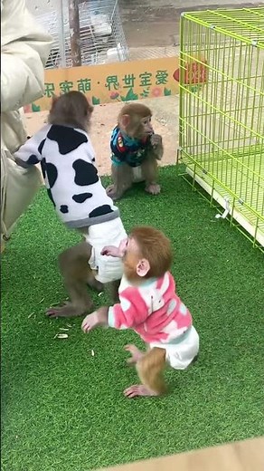 Adorable Monkeys in Clothes Having Fun Together#Monkeys #CuteAnimals #AnimalAntics