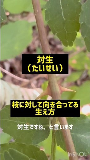 サンショウ（山椒）とイヌザンショウの違いと名前の意味の解説 #山菜採り #自然 #植物
