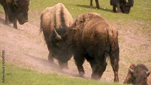 Yellowstone National Park - Two male Bison Buffalo playfully butting heads and practicing to fight in a green gassy meadow during springtime