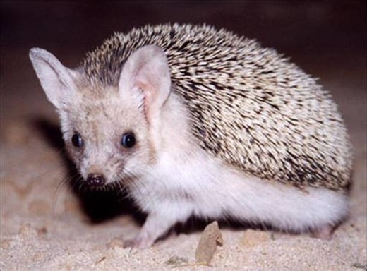 Types of Hedgehogs Kept as Pets
