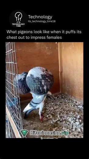 Technology on Instagram: "Pigeons got style! 😂 Check out this quirky pigeon puffing out its chest like it's trying to win a fashion show for birds 🐦. Apparently, it's all about impressing the ladies 💁‍♀️. This funny bird is showing off in front of a wooden wall with a cage nearby, looking like it's strutting its stuff 💃. The pigeon's got some serious confidence going on with those puffed-out feathers – like it's saying, "Hey girls, look at me! 🕺" It's a funny sight to see these everyday bir