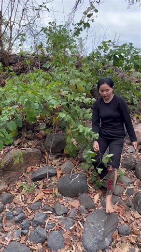 It's so scary to be in this place with so many ticks biting my legs and sucking blood#liceremoval#omg#treanding#lice