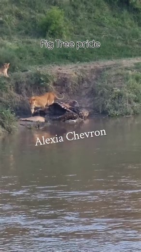 Fig Tree pride on a giraffe carcass. A crocodile 🐊 was also there, but one of the lionesses made it go away 📷 @alexiachevron #figtreepride #figtreecubs #samara #sukari | Orpadan.9