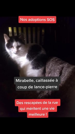 Des chats rescapés de la rue ❤️ qui attendent un foyer pour la vie. En adoption SOS, proche Bordeaux/Merignac (dons libres). 🐈 Mirabelle, sauvée avec ses petits d'un site où ils se faisaient caillasser à coup de lance-pierre, 🐈🐈 Lolita et Nouchka, deux chattes sauvées de la rue avec leurs chatons. #merignac #bordeauxmaville #gironde #chats #adoptionresponsable #adoptionchat #catlover #amourdechat #sauvetageanimaux #chatserrants