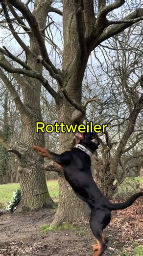 Strongest Dog Bite Force 😱 You Won’t Believe it 💀 #dogs #dogshorts #dog