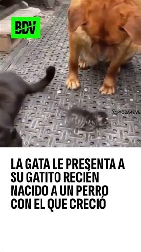Un michi le presenta a su gatito recién nacido a un perro con el que creció
