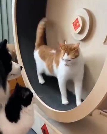 411K views · 10K reactions | Cats fanny moments cute and cat fight | Cute Kittens | Facebook