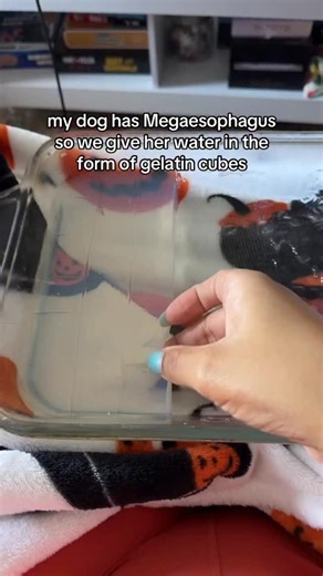 Vet explains this strange tip for feeding a dog with megaesophagus.. #Megaesophagus #DogHealth #BaileyChair #VetExplains #VeterinaryEducation This might look a little unusual at first, but it’s actually a really important part of caring for a dog with megaesophagus (megaoesophagus for my UK friends!). In this condition, the esophagus doesn’t move food effectively toward the stomach — so meals can sit there and come back up. And the biggest concern isn’t the mess, it’s aspiration, where food or w