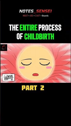 The Entire Process of REPRODUCTION and CHILDBIRTH by animation ||part 2||