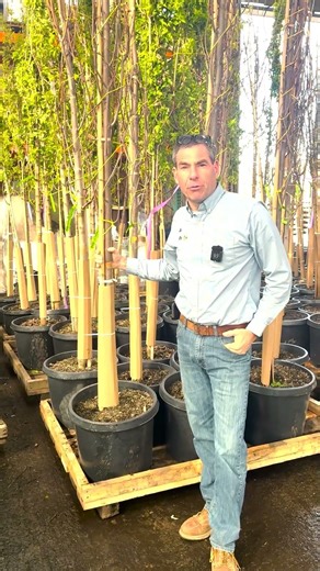 One of Ted's Favorite Plants: the Autumn Blaze Maple