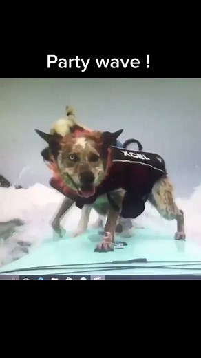 Boards transfer at the world dog surfing championships!