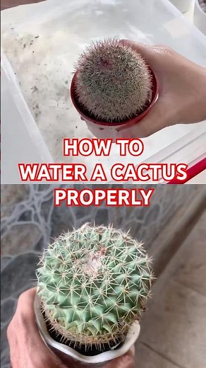 How to Water a Cactus Properly! 🌵 #cactus #cactuscare #succulents #houseplants