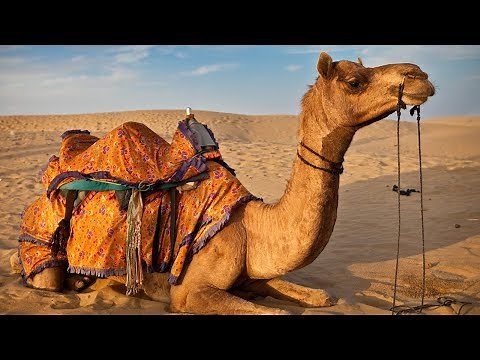 The Camel Walk - Camels and Camel Keepers of the Thar Desert - Pushkar, Rajasthan