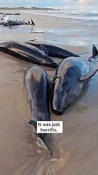 Over 150 whales stranded on remote Tasmanian beach