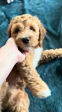 Adorable Iowa Cockapoo! For Sale! #cockapoo #puppy #cuteanimal