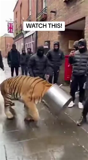 🐅🍲 ABSOLUTE SCENES IN LONDON! 🍲🐅 It’s a MAD TING! There’s an actual tiger running loose in the ends with a cooking pot stuck on its head! 🤯 The feds are confused, man's running wild. Only in London bruv. 🤣🇬🇧 Tag someone who needs to see this madness! 👇 #animal #fyp #London #Tiger #MadTing