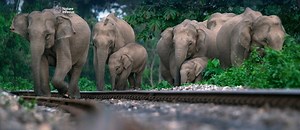 3.5K views · 124 reactions | Tragic Train Collisions Highlight Urgent...