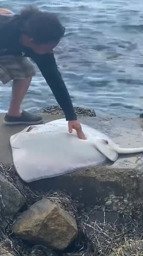 When a Manta Ray gives birth in front of you #mantaray #oceanlifephotography | House of the World