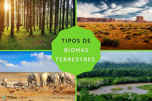 8 tipos de biomas terrestres - Características, ejemplos y FOTOS