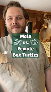 How to Tell a Male vs. Female Eastern Box Turtle | Pine Mountain State Resort Park