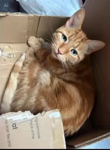 Charlie and Chica: Daily Cat Adventures