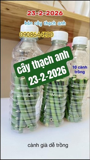 Simple ways to grow quartz plants 23.2.2026