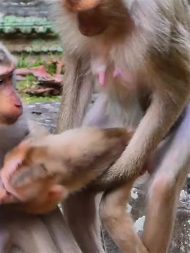 Libby Monkey Mom and her cute little baby monkey Leo (90) #monkey #animals #wildlife #wildanimals #wildmonkey #babymonkey #newbornmonkey #baby #pet #Video #cutemonkey 1៧