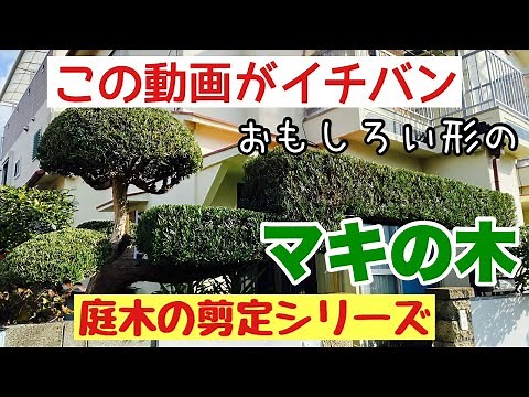 Easy pruning with clippers [Maki]. See the video for easy pruning of garden trees.