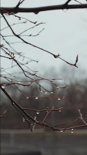 nature background video no copyright | free natural video | #nocopyright