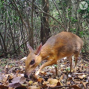 447K views · 14K reactions | Rare 'extinct' mouse deer spotted for the first time in 30 years | The Independent | Facebook