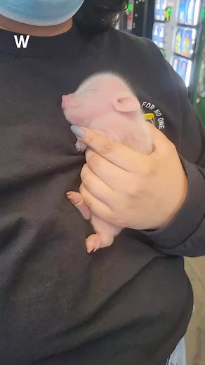 Just because #soundup #piglet #piggie #pink #baby #oink #cute #little #small #fuzzy