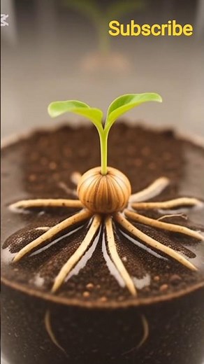 Seed to Plant 🌱 | Complete Plant Growing Process Step by Step #plantgrowing #seedtoplant