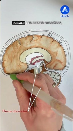 Anatomy of the Pia Mater (Neurology)