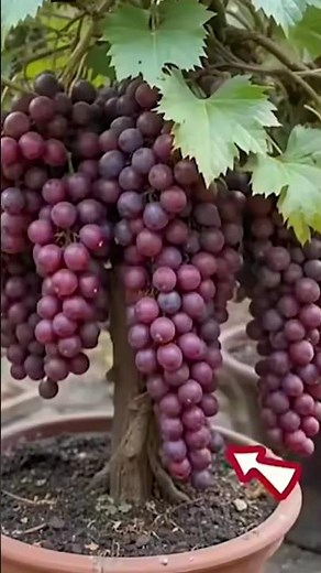 🌱 How to Grow Grapes at Home From Seed | Easy Method