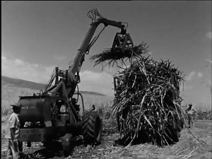 La vie disparue ... 🐂🌴 📌 instagram.com/reunionlontan | Réunion Lontan