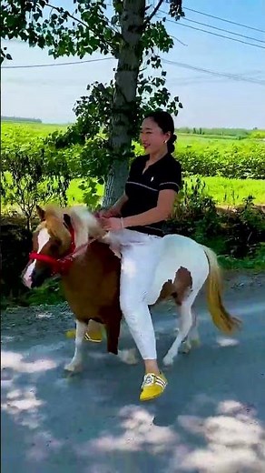 Where can I find pet mini ponies