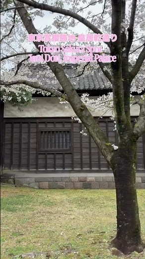 【🇯🇵東京賞櫻景點 - Tokyo Sakura Viewing Spot】皇居一年只開放兩次秘密賞櫻地🌸珍貴賞櫻體驗!#shorts#東京櫻花#櫻花#sakura#tokyotravel#皇居