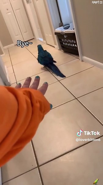 Part 27: Parrot funny video 😂#parrot #funnybird#foryou #funnyvideo#funnytiktok#happy#usa#petsoftiktok #fyp #bird
