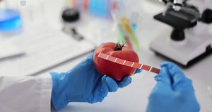 Scientist Studies Examines Tomatoes Lab Using: vídeo stock (100% livre de direitos) 3503285489 | Shutterstock