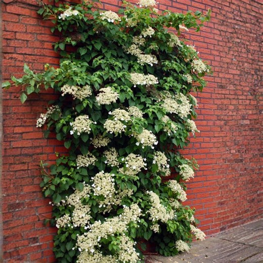 Climbing Hydrangea Anomala Petiolaris Live Plant – Hardy Flowering Vine for Walls, Fences & Trellises - Etsy
