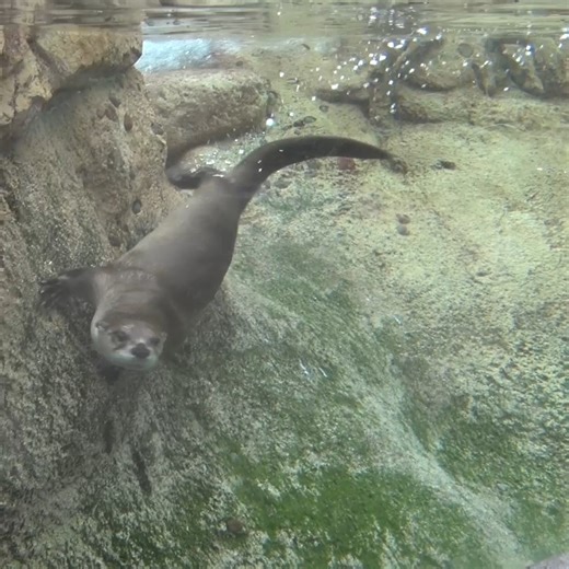 Go Larkey Go! 💚 🦦 | Milwaukee County Zoo