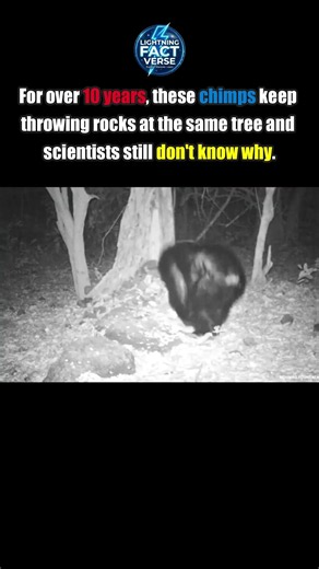 Chimps Keep Doing This for a Reason Nobody Understands 🐒🪨 #shorts