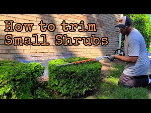 How to Trim Small Shrubs (Step-by-Step)