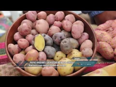 Papas andinas: la historia en los genes