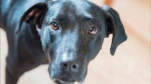 Is It Worth Adopting a Dog From a Shelter: Pros & Cons