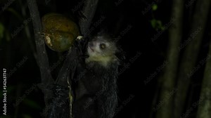 Aye-aye, Daubentonia madagascariensis, night animala from Akanin’ ny nofy in Madagascar. Aye-aye nocturnal lemur monkey in the nature habitat, coast forest in Madagascar, widllife nature. Rare endemic