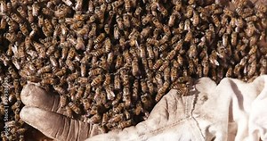 Close-up cropped view of a Beekeeper' s hand scooping up African honey bees off the top of a hive