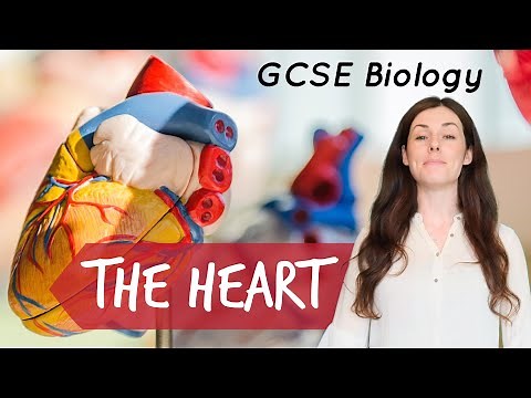THE HEART GCSE Biology 9-1 | Combined Sci (Revision & Questions)