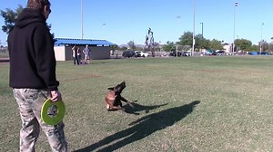 In our latest testimonial video our client talks about his experience with Protection Dogs Plus and his dog Fendi, as well as talking about the Protection Dogs Plus advantage and his previous experience of buying a protection dog from another company. | Protection Dogs Plus LLC